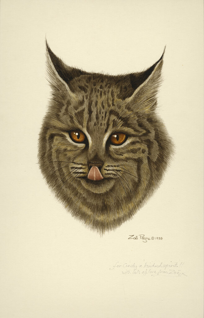 Bobcat Kiss by Zoë Payne — fine art print