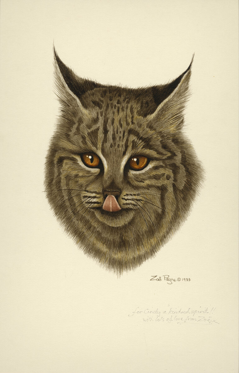 Bobcat Kiss