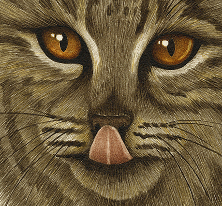 Bobcat Kiss detail
