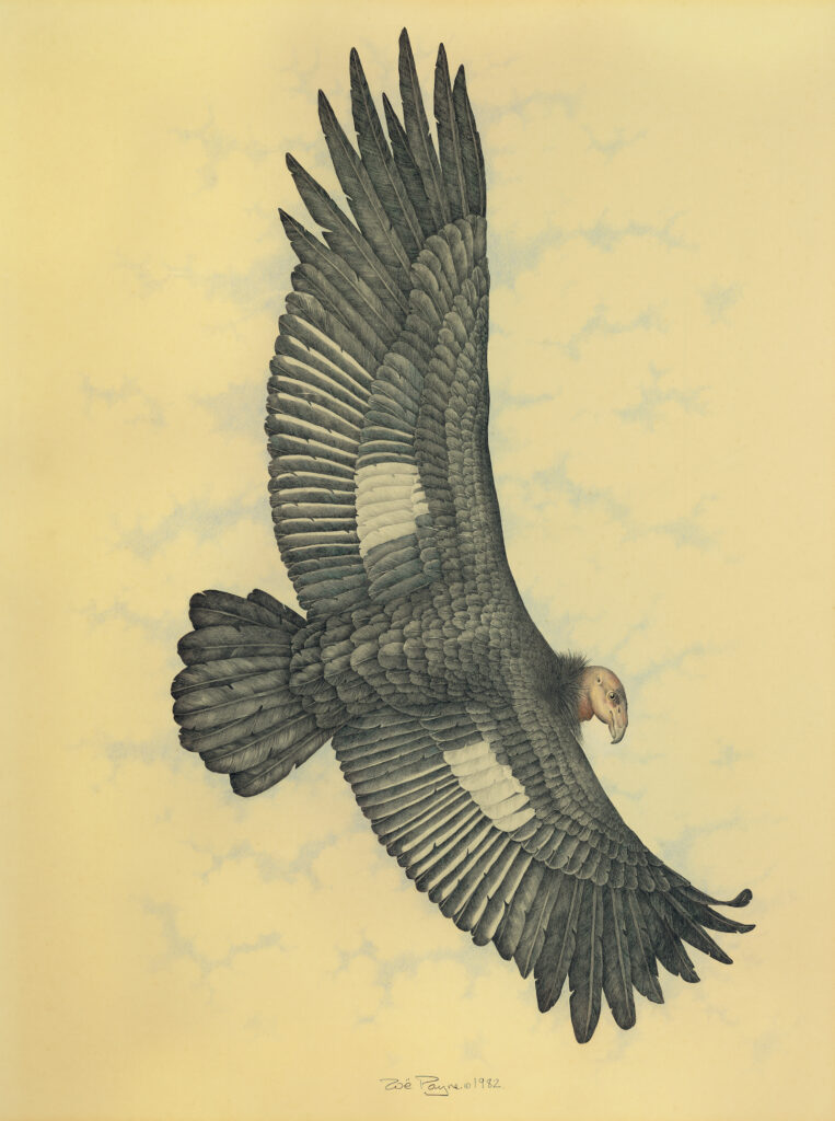 Condor by Zoë Payne — fine art print