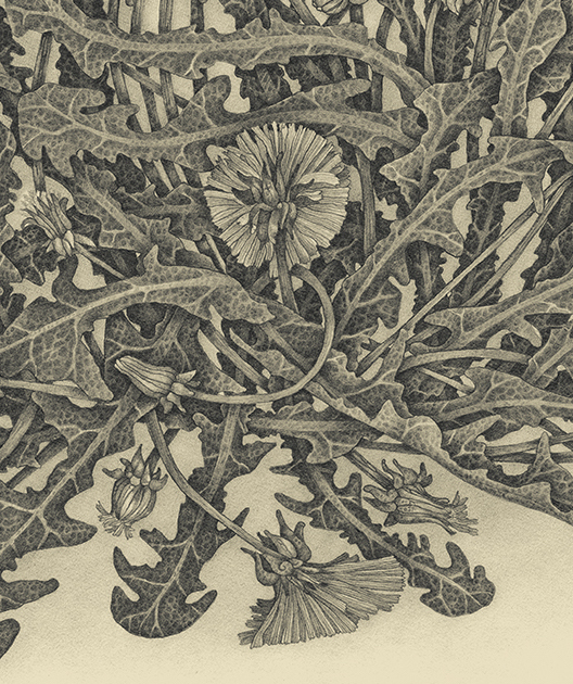 Dandelion by Zoë Payne — detail view