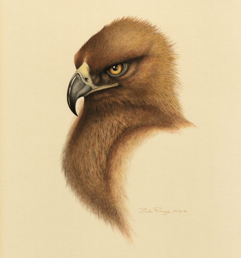 Golden Eagle