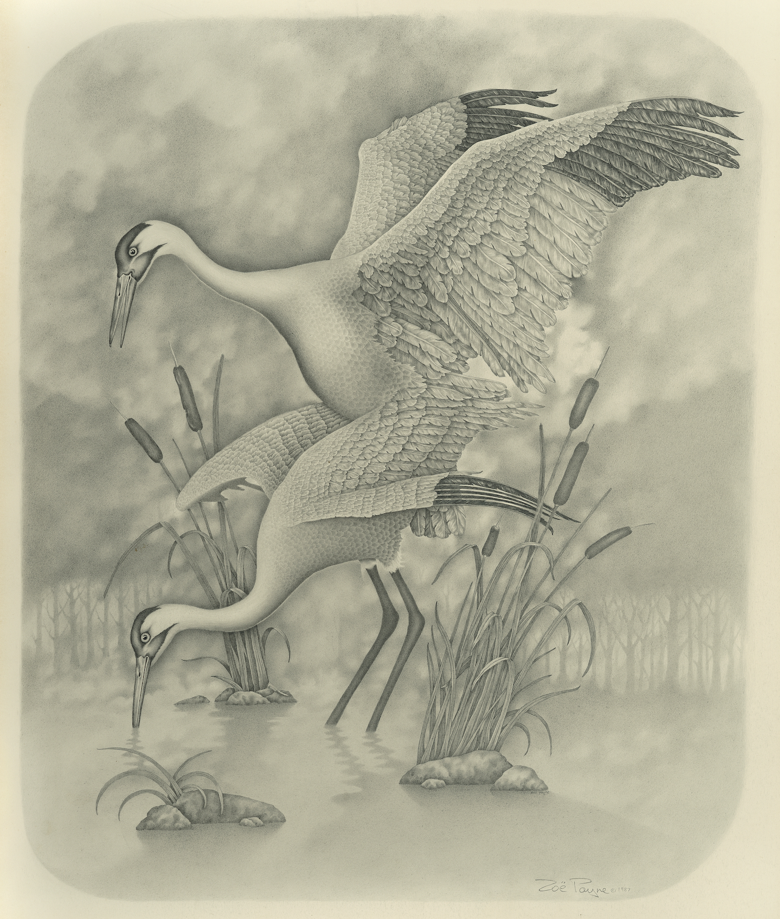 Heron Love by Zoë Payne — fine art print