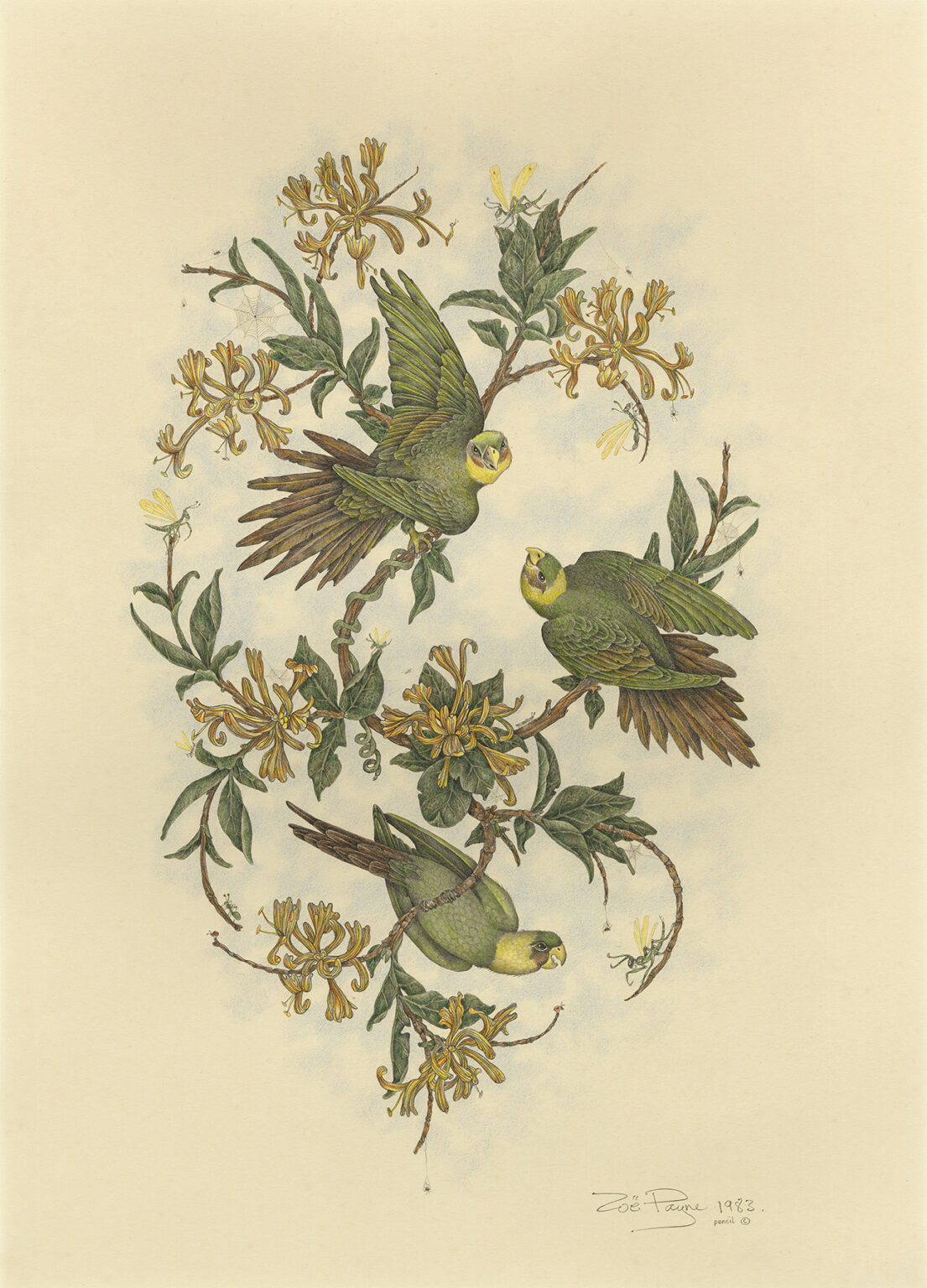 Three Parakeets and Crickets by Zoë Payne — fine art print