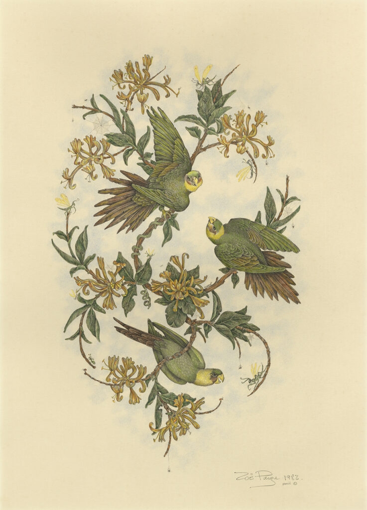 Three Parakeets and Crickets by Zoë Payne — fine art print