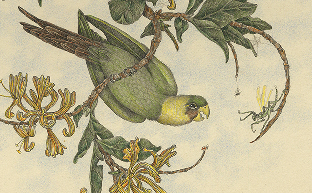 Three Parakeets and Crickets by Zoë Payne — detail view