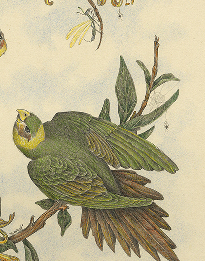 Three Parakeets and Crickets by Zoë Payne — detail view