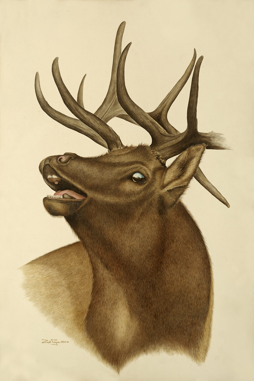 Screaming Elk by Zoë Payne