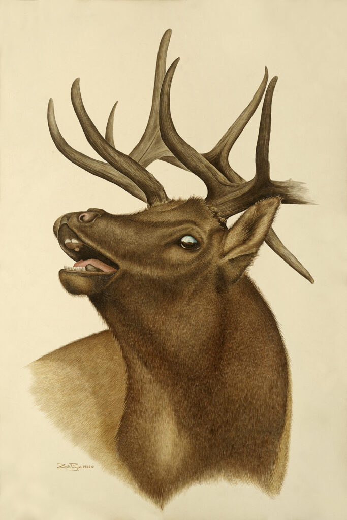 Screaming Elk by Zoë Payne