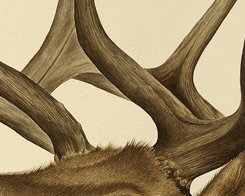 Screaming Elk by Zoë Payne — detail view
