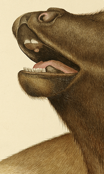 Screaming Elk by Zoë Payne — detail view