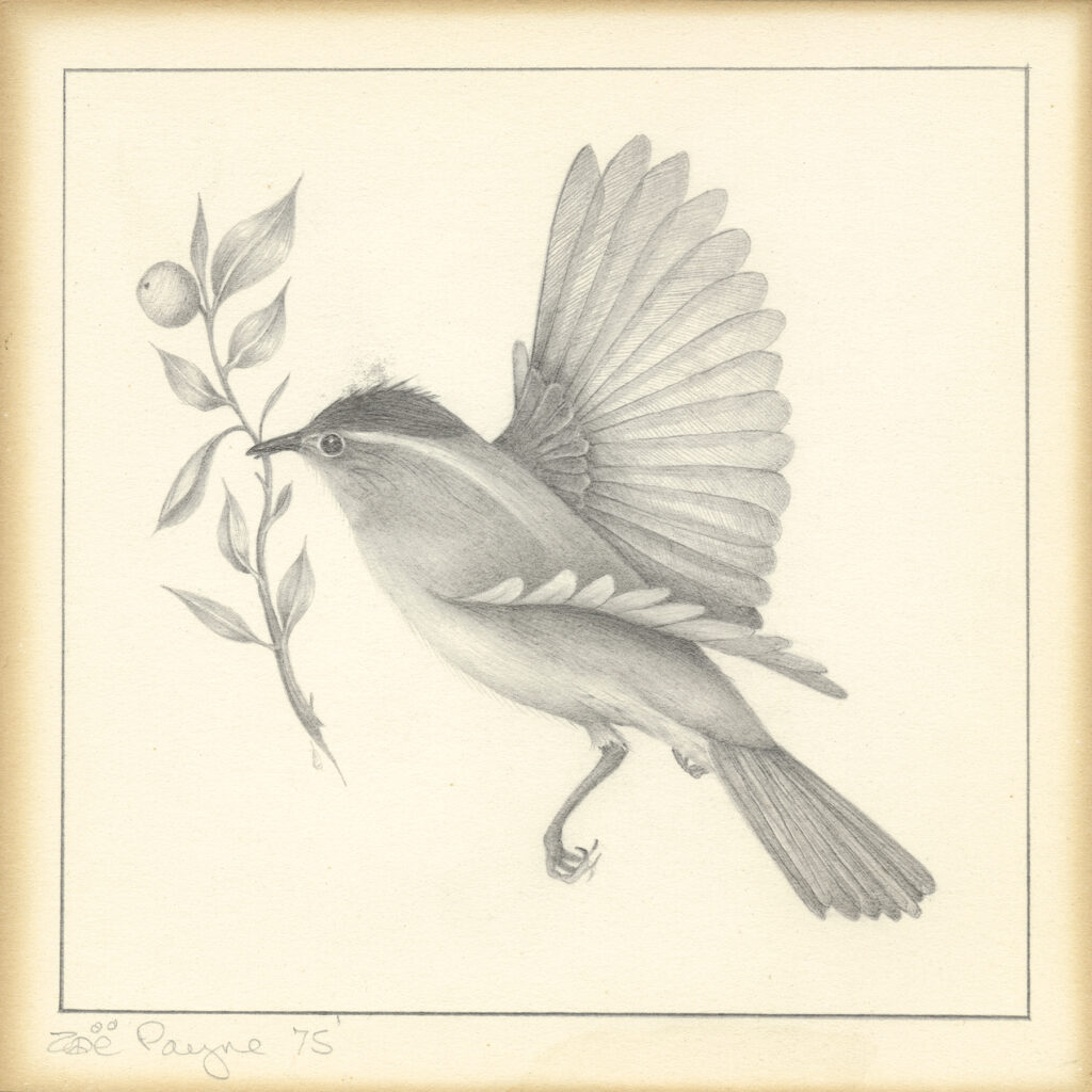 Tiny Bird by Zoë Payne
