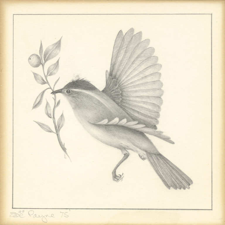 Tiny Bird