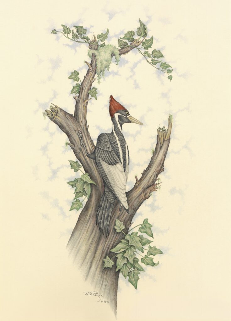 Woodpecker by Zoë Payne — fine art print