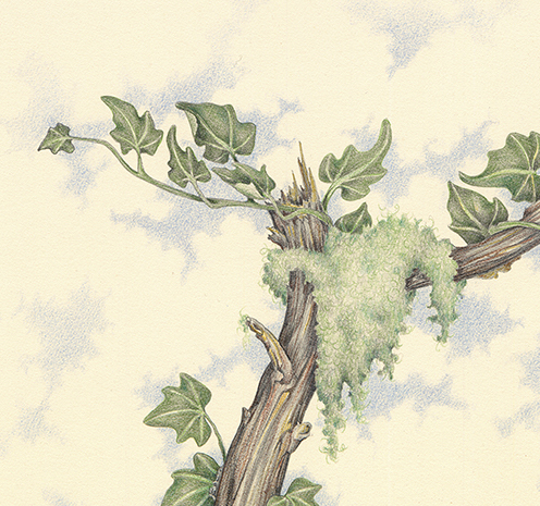 Woodpecker by Zoë Payne — detail view
