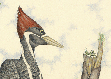 Woodpecker by Zoë Payne — detail view